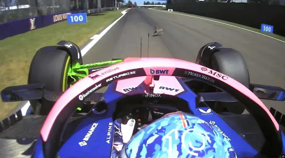 nyúllal, ütközés, Gasly