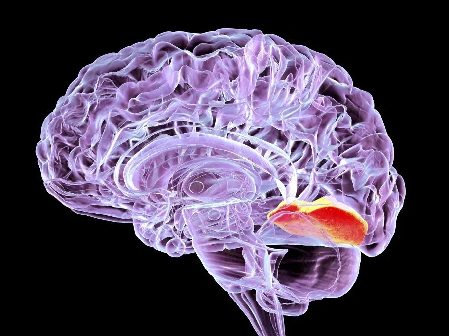 agy Illustration of a human brain with highlighted lingual gyrus, or medial occipitotemporal gyrus. The lingual gyrus plays an important role in vision and dreaming. (Photo by KATERYNA KON/SCIENCE PHOTO LIBRA / KKO / Science Photo Library via AFP)