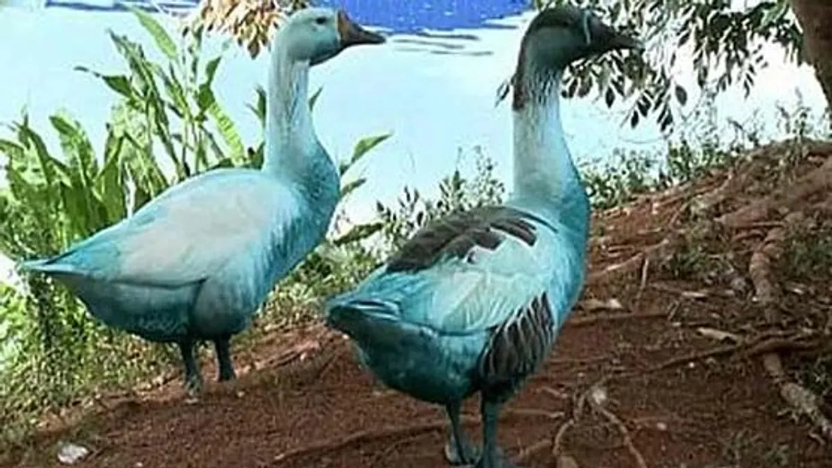 Kékre színeződött állatokat figyeltek meg egy brazil tóban