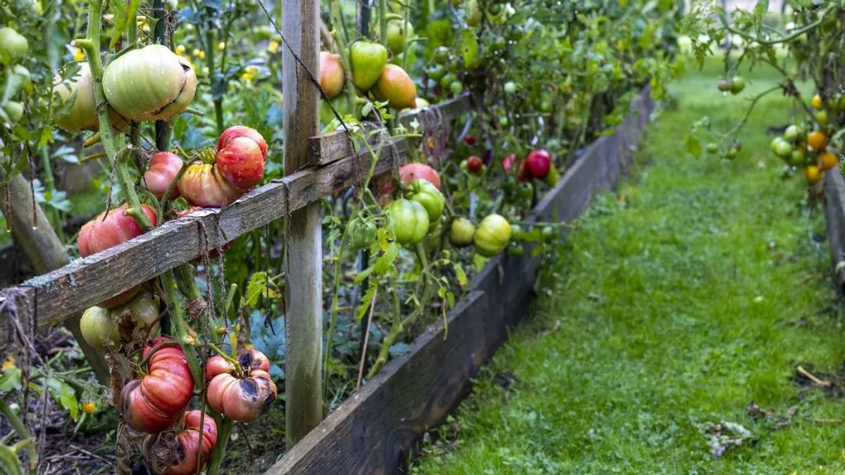 Magaságyás építése egyszerűen – Tippek kezdő kertészeknek