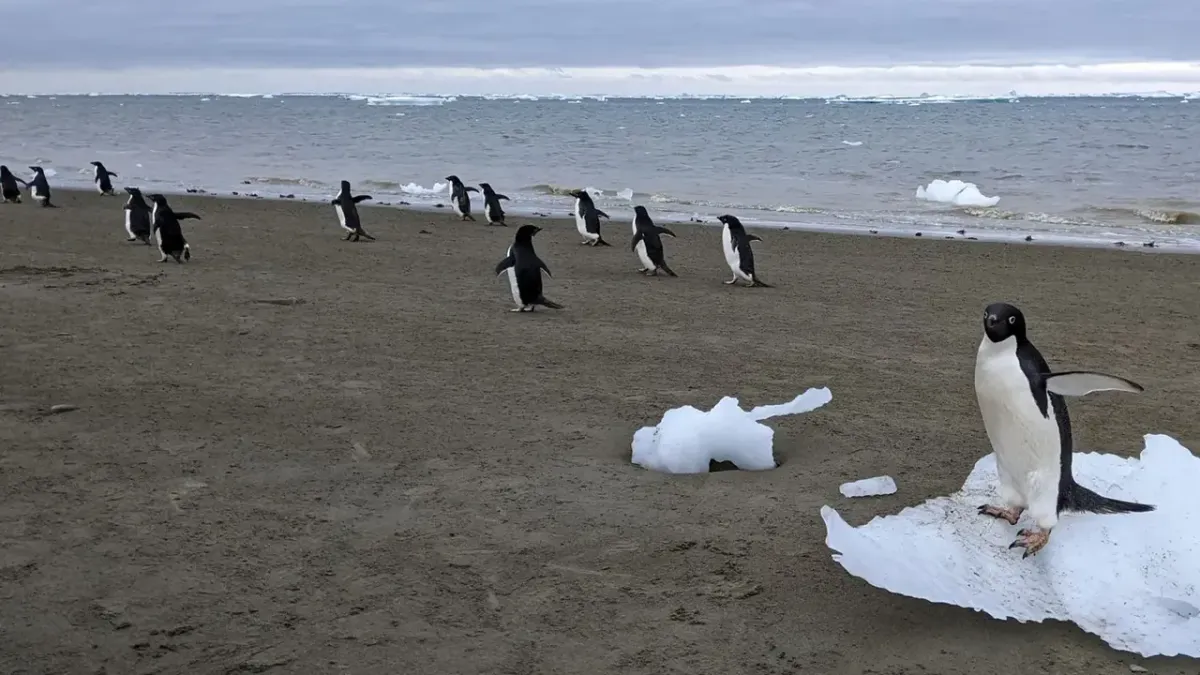 A pingvinguano enyhĂti a klĂmaváltozást a DĂ©li-sarkon