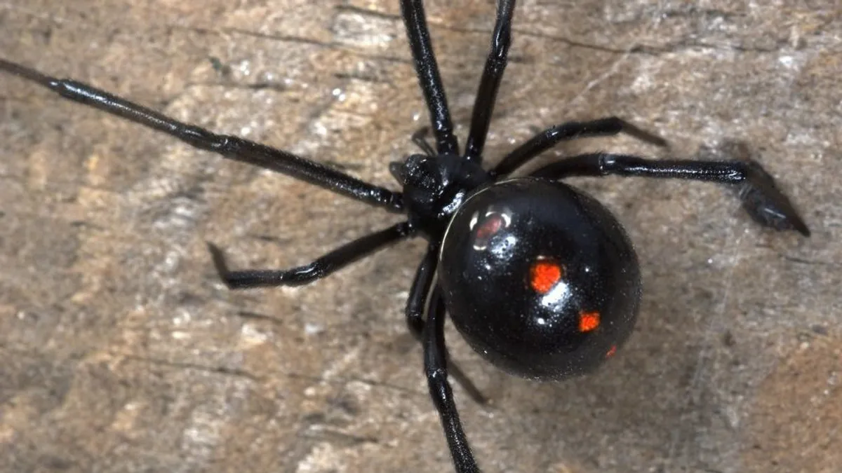 Horror: a szemgolyóján át mérgezett meg egy nőt a fekete özvegy
