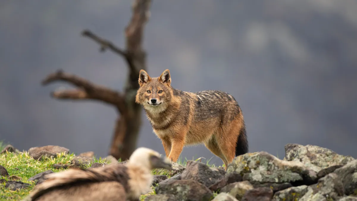 Golden jackal, aranysakál, Halálos kór