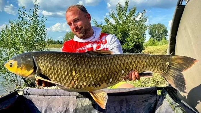 A halkutató is ledöbbent a fehérvárcsurgói óriásamur színezetén