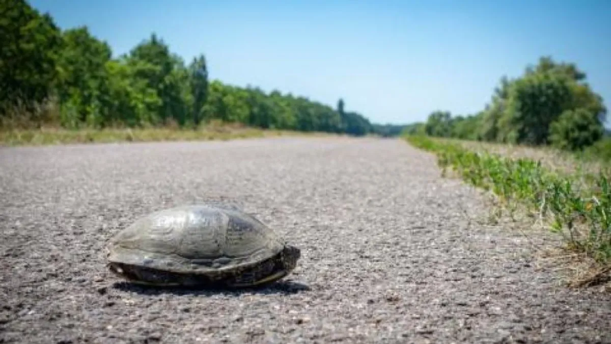 Vigyázzunk az úton áthaladó teknősökre!