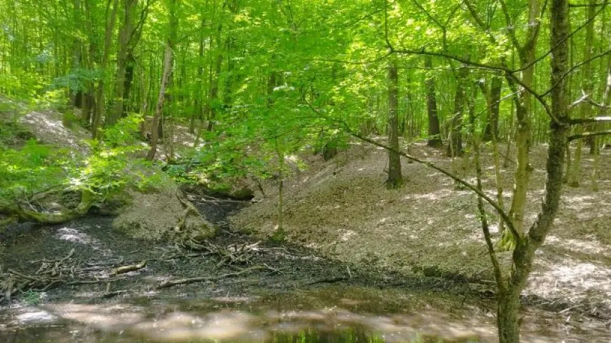 Példaértékű klímabarát erdőgazdálkodási gyakorlatokat díjazott a WWF Magyarország