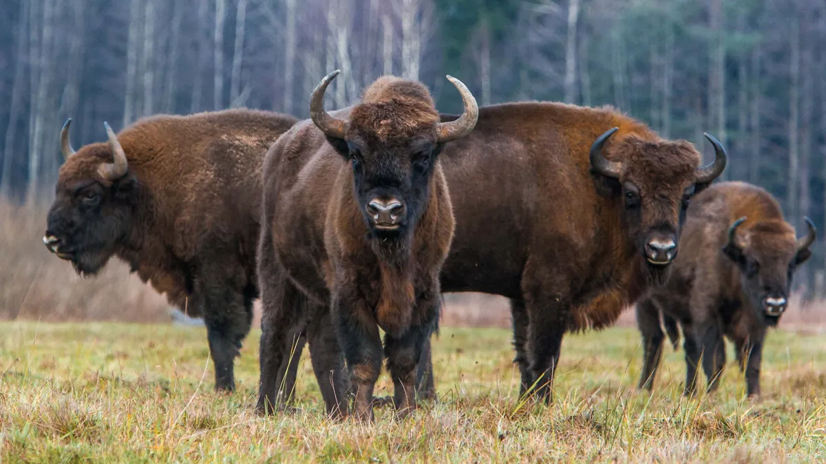 Őserdő és bölények Európában? Ezt neked is látnod kell, irány a Białowieża Nemzeti Park!