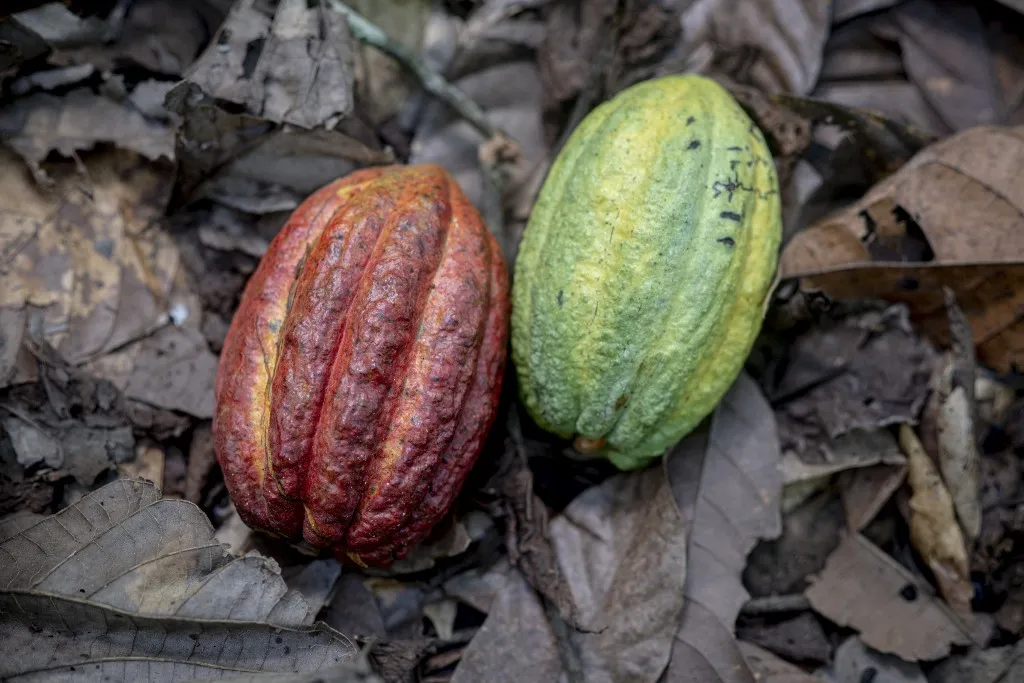 A general view of cocoa pods at a cocoa farm in Asikasu, a town in Eastern Region of Ghana, on December 19, 2020. The price of 1 kilogram of cocoa in Ghana is 10,56 Ghanaian cedis, less than 2 dollars. (Photo by CRISTINA ALDEHUELA / AFP) kakaó