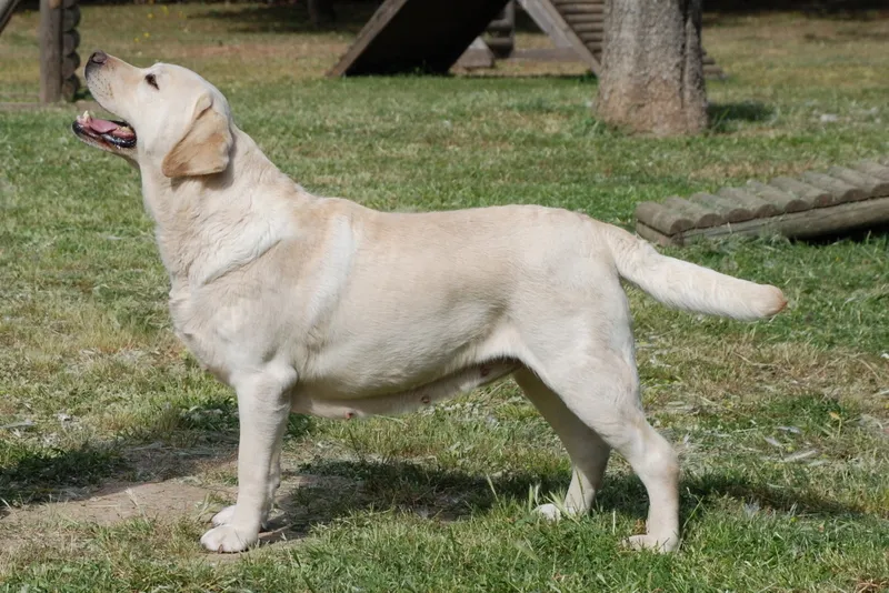 A labrador retriever hajlamos az elhízásra.