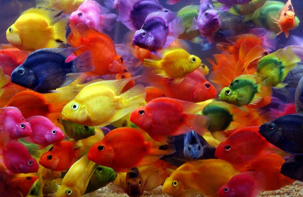 Colorful parrot fish swim in a tank during a fish show in Taipei 17 July, 2003.  More then 80 different kinds of fishes and turtles are exhibitied during the goldfish show organized by Taipei city government.  AFP PHOTO/Sam YEH (Photo by SAM YEH / AFP)