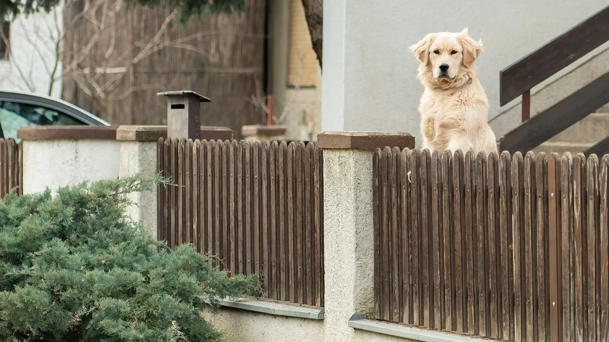 Kutyát vert karóval a szomszéd – súlyos gerincsérülést szenvedett Maja

