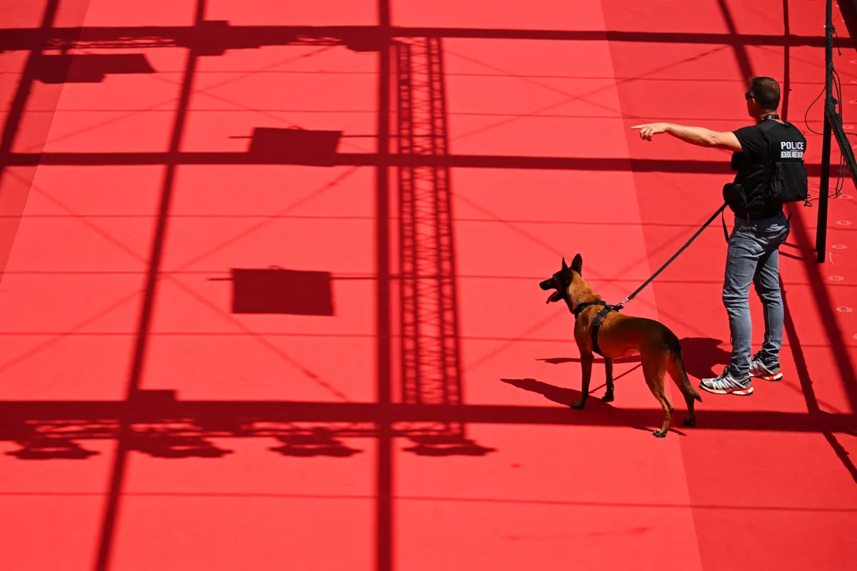 kutyák, A police officer helped by a dog gestures on the red carper before the screening of the film "In die Sonne schauen" (Sound of Falling) at the 78th edition of the Cannes Film Festival in Cannes, southern France, on May 14, 2025. (Photo by Antonin THUILLIER / AFP)