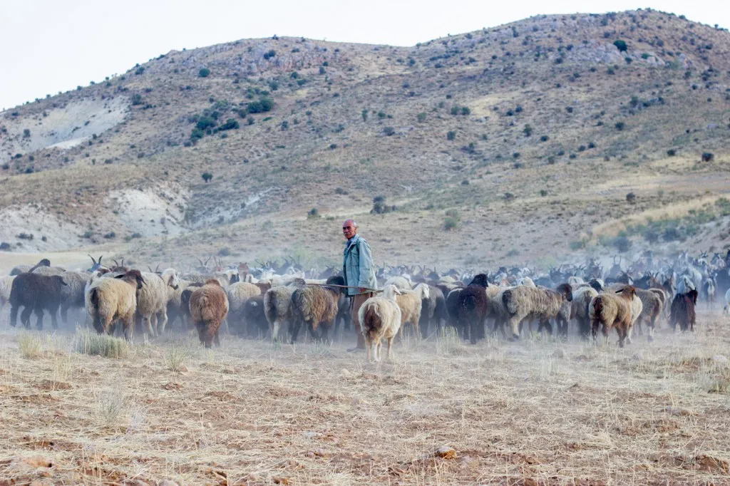 A Qashqai man tends to his flock on the hillsides. The Qashqai nomads migrate seasonally across the Zagros Mountains. Iran, November 9, 2024. (Photo by Zurvan / Middle East Images via AFP)