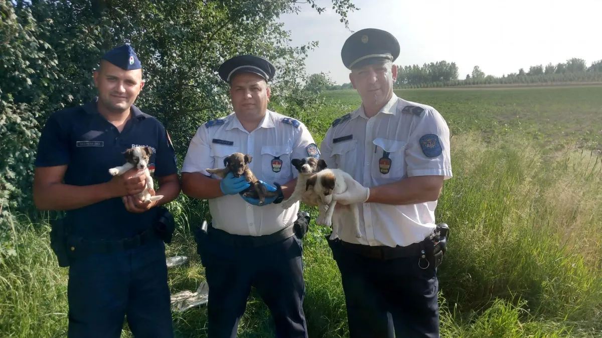 Elárvult kiskutyákat mentett a hős rendőr