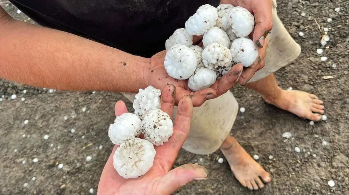 A brutális jégeső hatalmas jégdarabokat zúdított a termésre Magyarország délkeleti részén. 