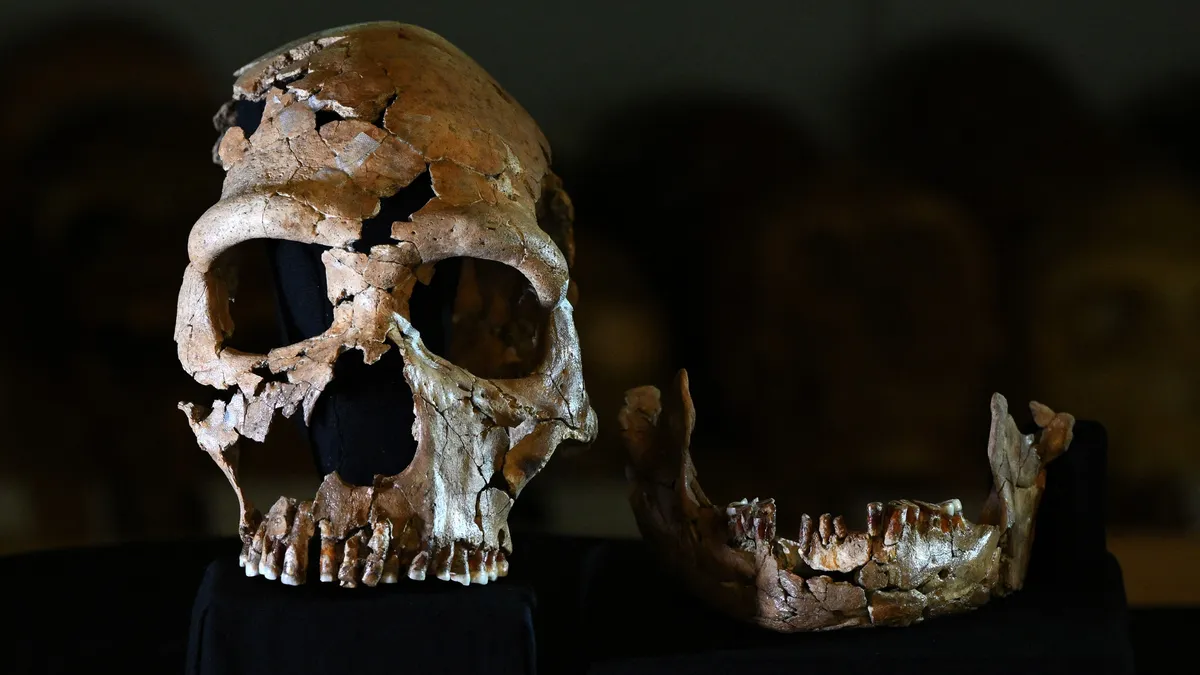 Miért haltak ki a neandervölgyiek? Merész elmélettel állt elő egy tudós
