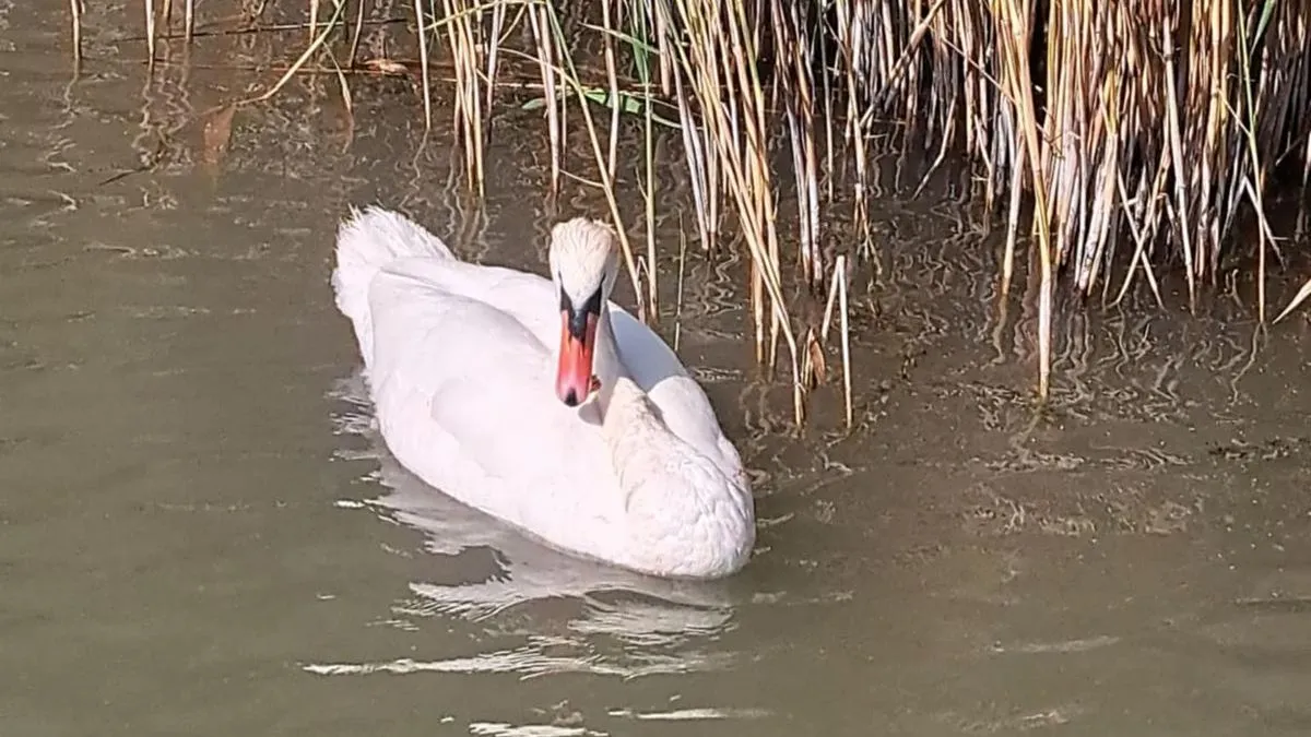 Fürdőzők mentettek meg egy bajba került hattyút a Balatonon