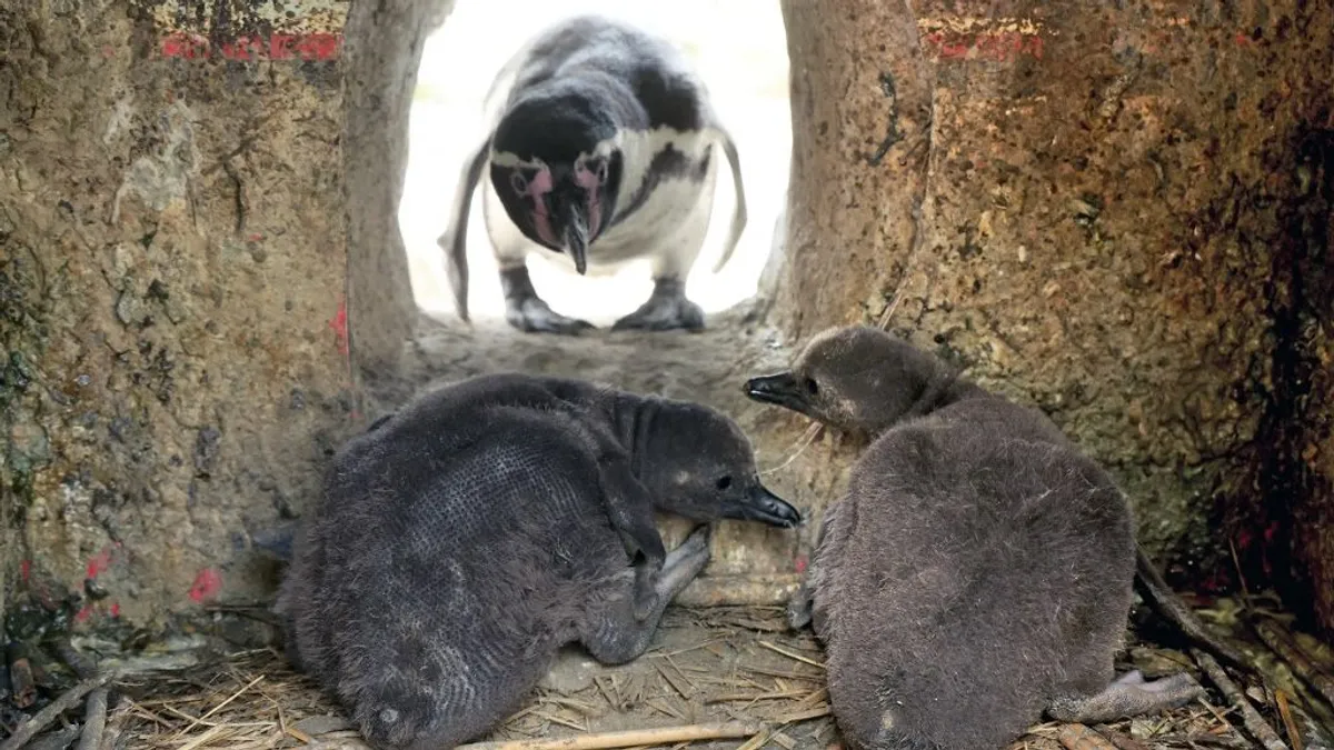Igazi ritkaság: megszületett az első fogságban tartott pingvinfióka – videó