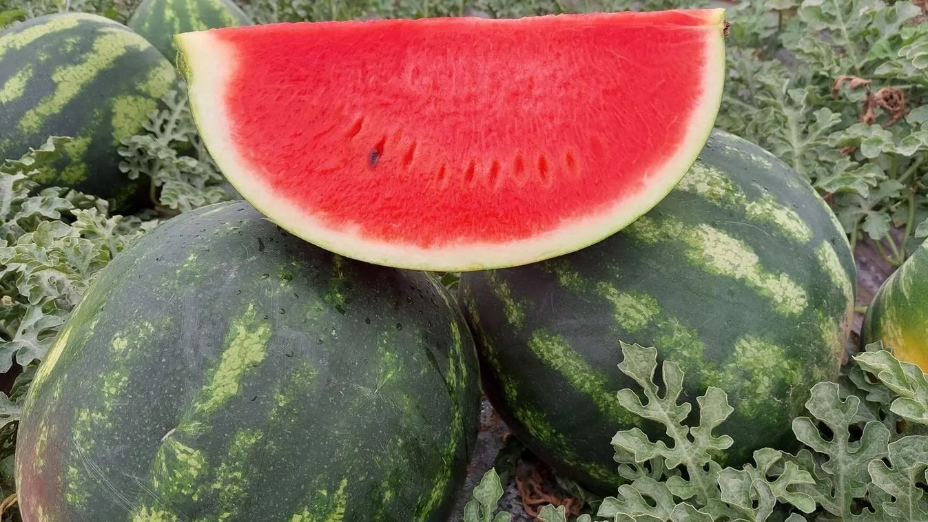 Dinnyehéj és uborka – kovászból lesz a csoda! Kép