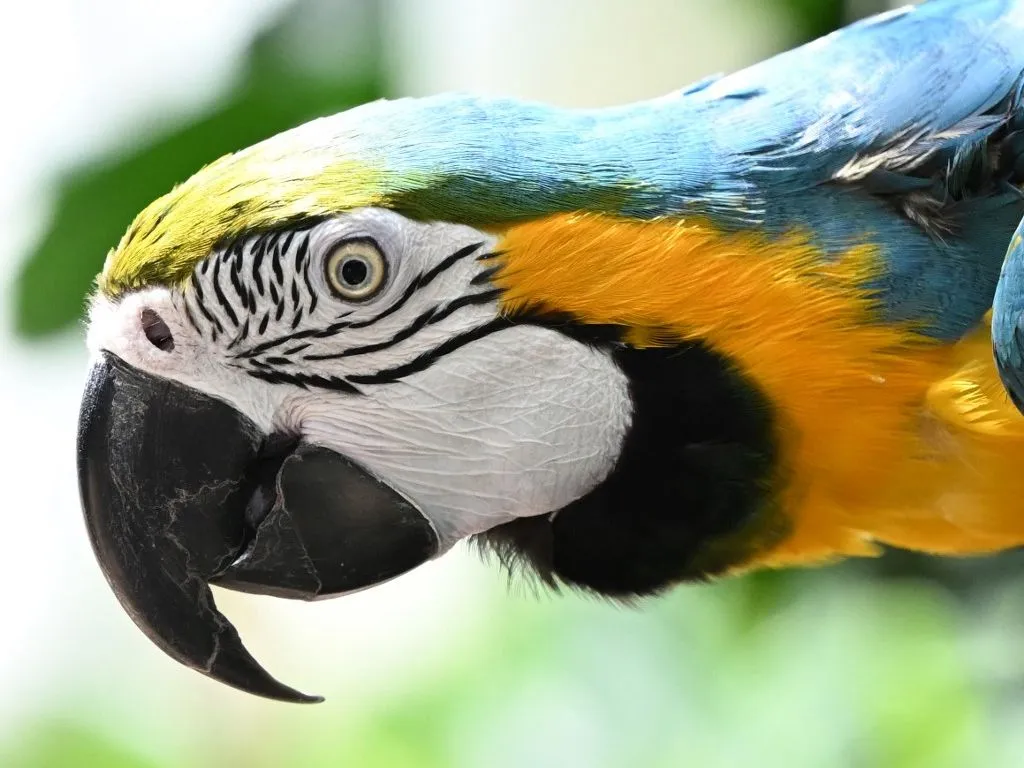 szín KONYA, TURKIYE - APRIL 27: A macaw parrot is seen in the Tropical Butterfly Garden in Konya's Selcuklu district, Turkiye on April 27, 2025. With their vibrant feathers and mimicry skills, parrots have fascinated humans for centuries. But today, many of the nearly 400 species face extinction due to poaching, illegal trade, and habitat loss. To raise awareness, the World Parrot Trust declared May 31 as World Parrot Day, celebrated annually since 2014. Cem Genco / Anadolu (Photo by CEM GENCO / Anadolu via AFP)