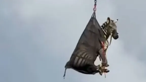 Helikopterrel szállították haza a szökevény zebrát (Fotó: Youtube)