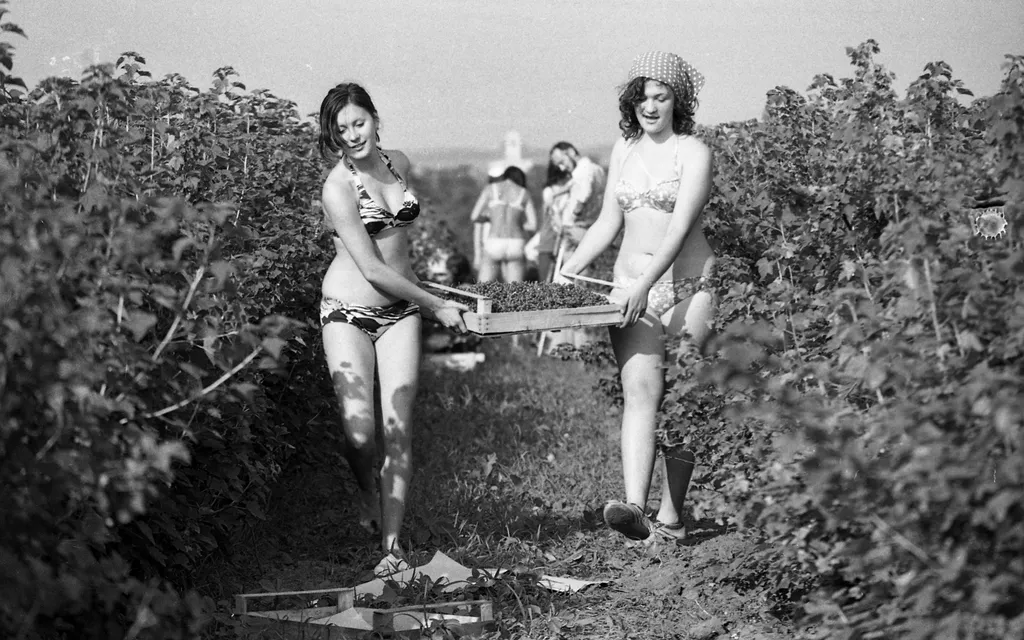 Balaton, múlt, nosztalgia, tábor