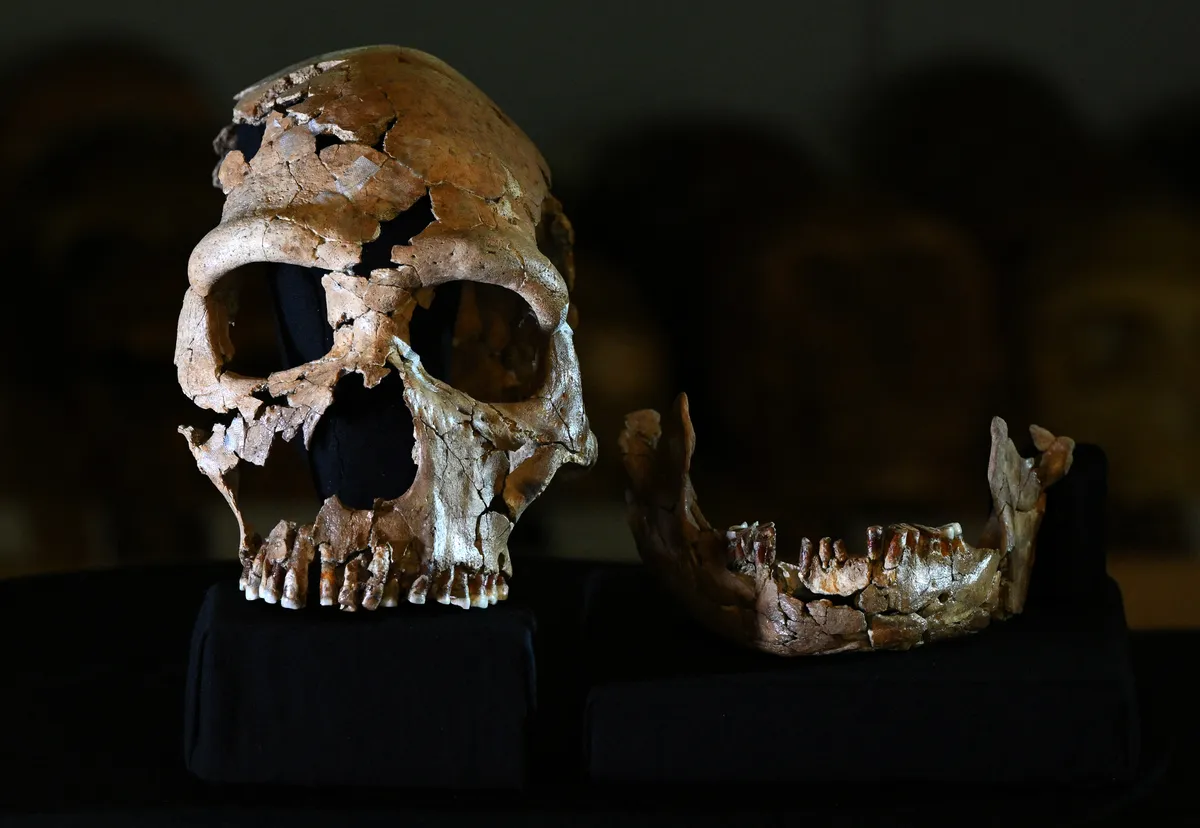 A neandervölgyiek kihalása valószínűleg nem egyetlen tényezőre vezethető vissza.