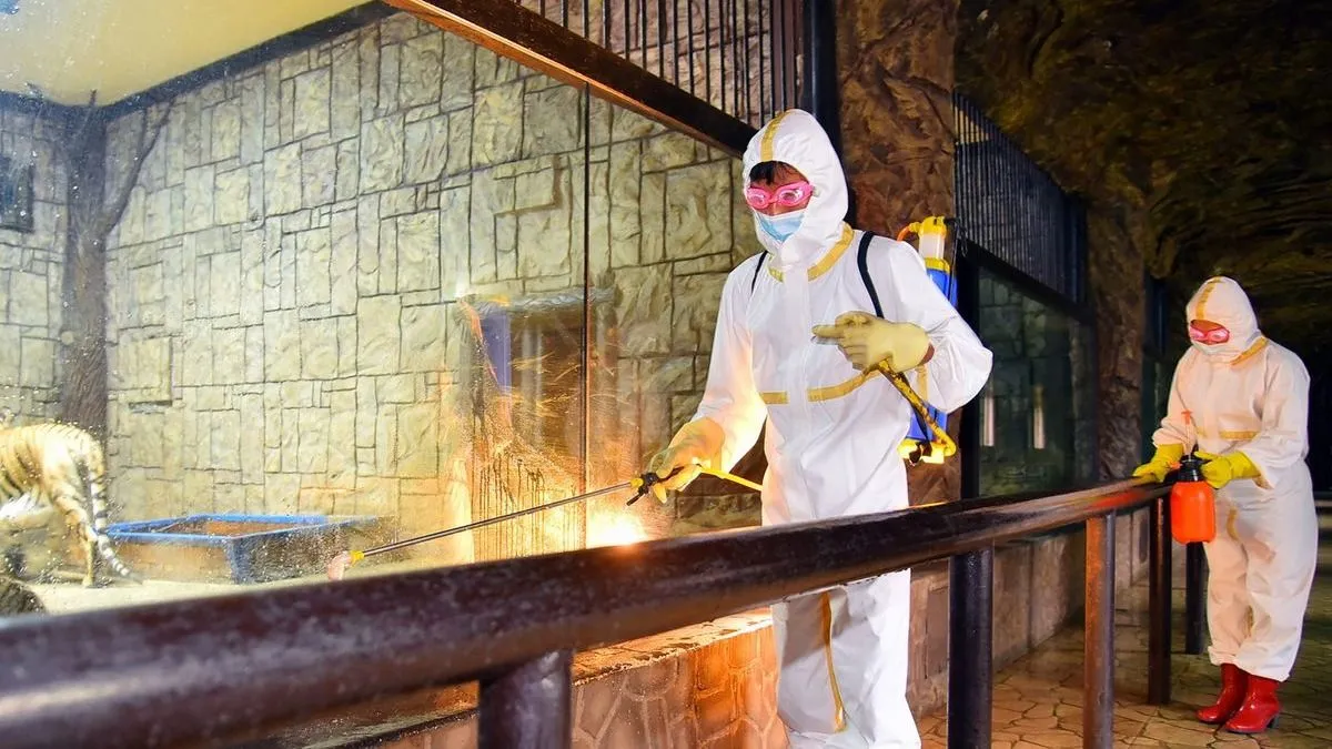 A dátummegjelölés nélküli, az észak-koreai központi állami hírügynökség, a KCNA által 2022. május 20-án kiadott képen dolgozók fertőtlenítenek Phenjanban az állatkertben