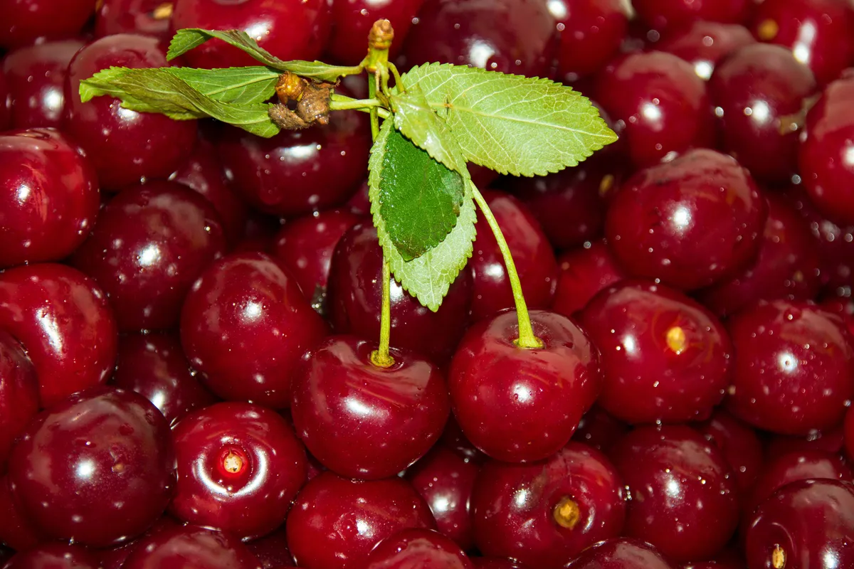 meggy magozás, Fresh sour cherrys close up,selective focus,red fruits background