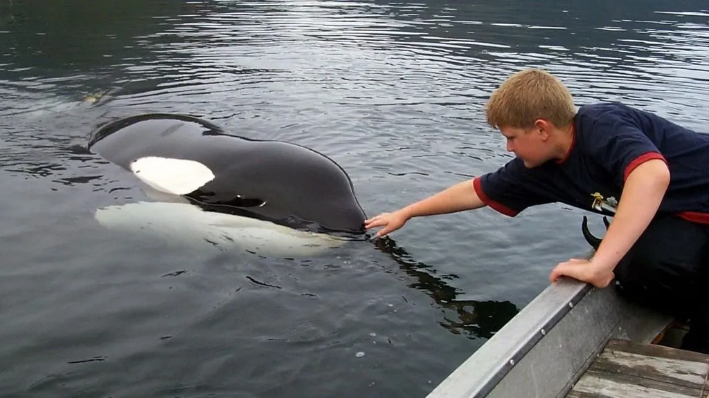 orkák Celebrated killer whale Keiko greets Havard Neshaug (R) off Halsa 02 September 2002. The famous movie star has apparently found a safe haven from the stress and strain of public life at the small township of Halsa in the county of Moere og Romsdal. Keiko of the Free Willy movies has settled at Skaalvikfjord, at least for now, it was reported. Since 1998, Keiko has lived in a closed-off bay in Iceland, in order to re-adjust to life in ocean. In early July he was again given his freedom but returned to the bay. On July 17th Keiko was again led out to the sea, and has supposedly lived in the open sea since then. (Photo by KARE HENDSET / SCANPIX NORWAY / AFP)