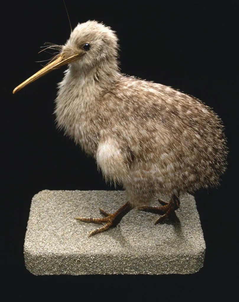 Ritka madárfaj Apteryx owenii / Kiwi d'Owen ©VIARD M./HorizonFeatures/Leemage (Photo by leemage / Bridgeman Images via AFP)