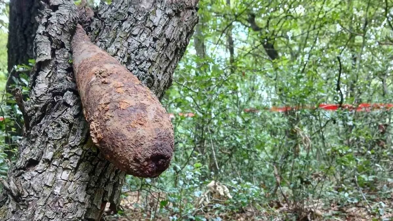 Bomba áll ki egy fából a Mátrában Kép
