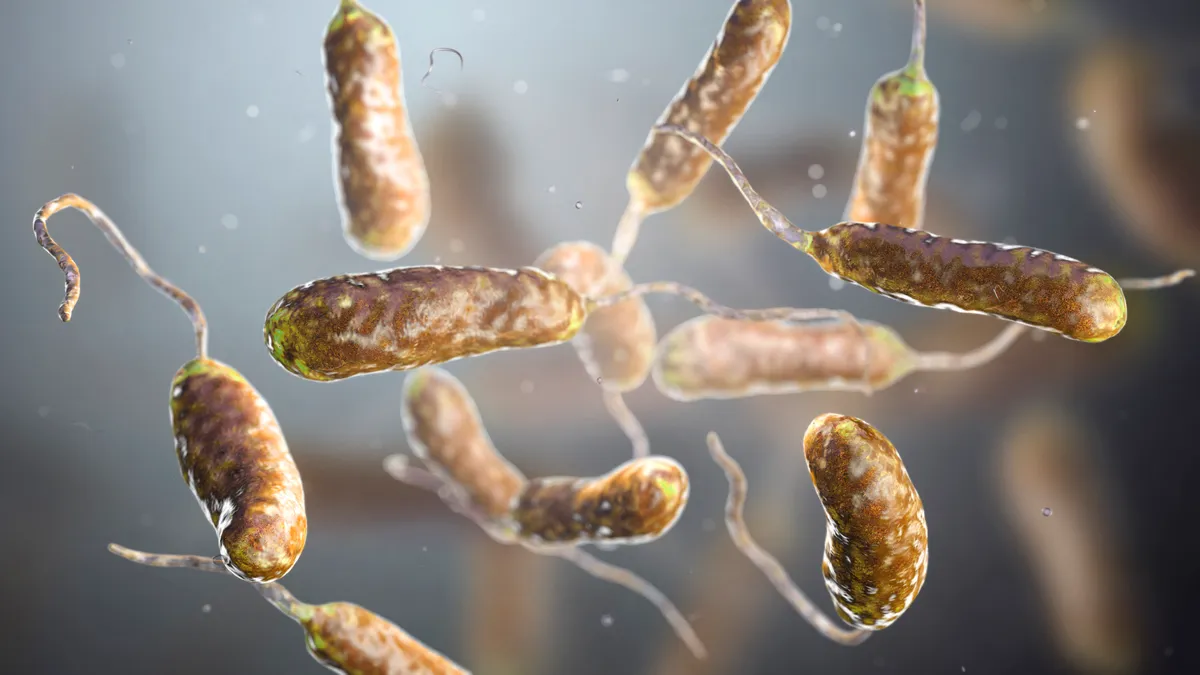 Vibrio vulnificus bacteria, computer illustration. This Gram-negative rod- shaped motile bacteria is found in sea water. It can cause disease if ingested in contaminated seafood, or if an open wound is exposed to contaminated water. In healthy individuals it causes vomiting, diarrhoea and abdominal pain, or dermatitis. In those with a compromised immune system or liver disease it can cause fever, decreased blood pressure, blistering skin lesions and septicaemia, and can be fatal. (Photo by KATERYNA KON/SCIENCE PHOTO LIBRA / KKO / Science Photo Library via AFP)