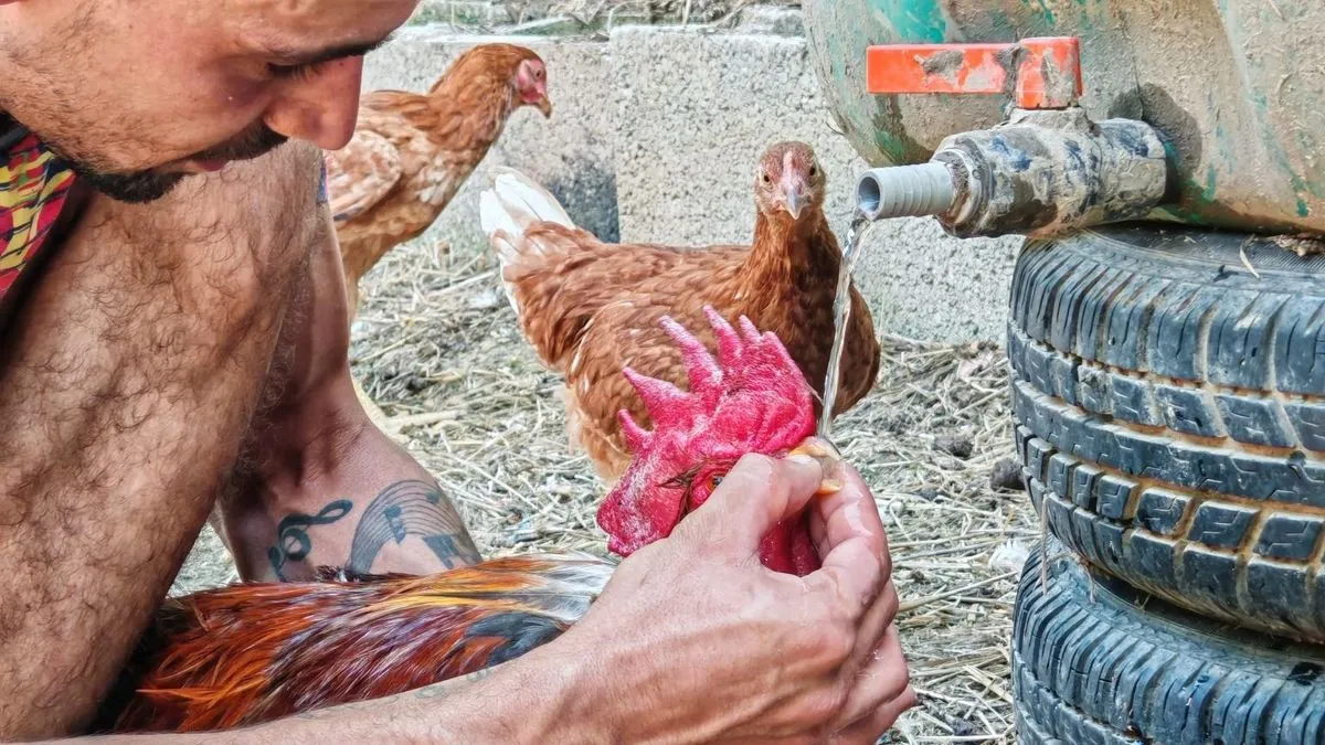 Hőgutát kapott a kakas, de újraélesztették