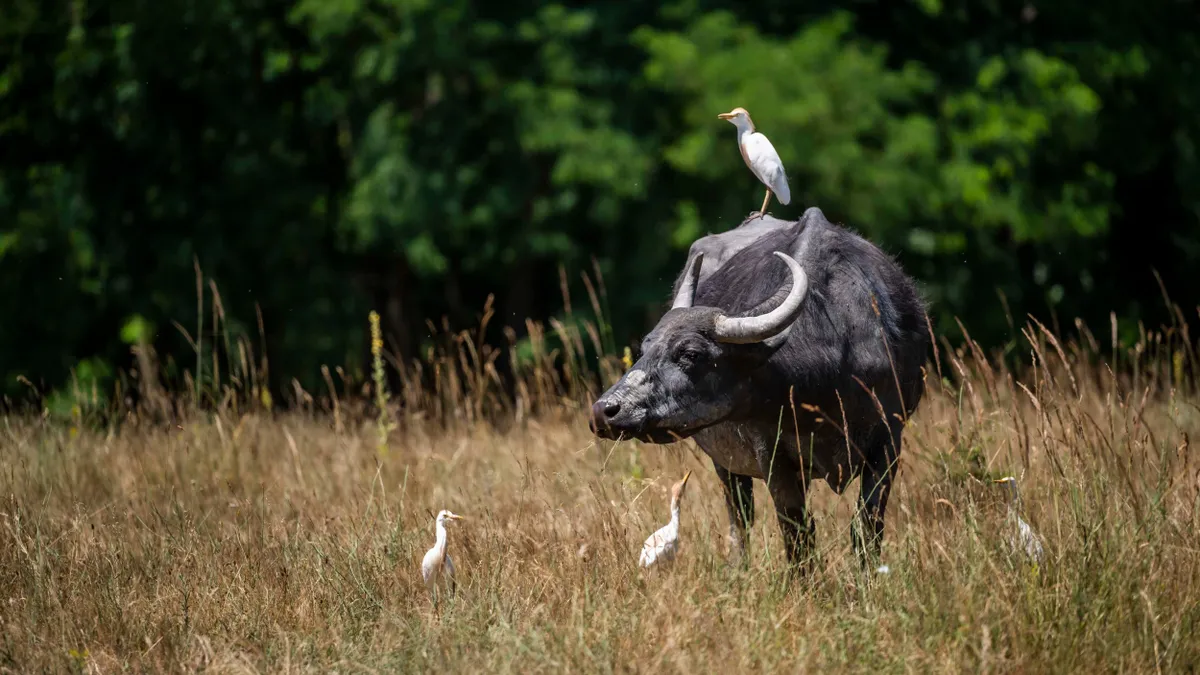 bivalyrezervátum, Kápolnapuszta, balaton-Felvidéki Nemzeti Park, Kis-Balaton, bivaly