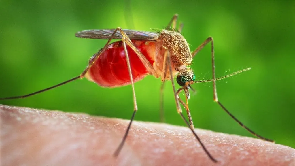 szúnyog SOUTHERN HOUSE MOSQUITO 
This is an enlarged view of a Culex quinquefasciatus mosquito that had landed upon the skin of a human host, as was about to insert its needle-sharp proboscis through the skin, which would enable it to obtain its blood meal. C. quinquefasciatus is known as one of the many arthropodal vectors responsible for spreading the arboviral encephalitis, West Nile virus (WNV) to human beings through their bite when obtaining a blood meal. 

CDC / BSIP (Photo by CDC / BSIP via AFP)