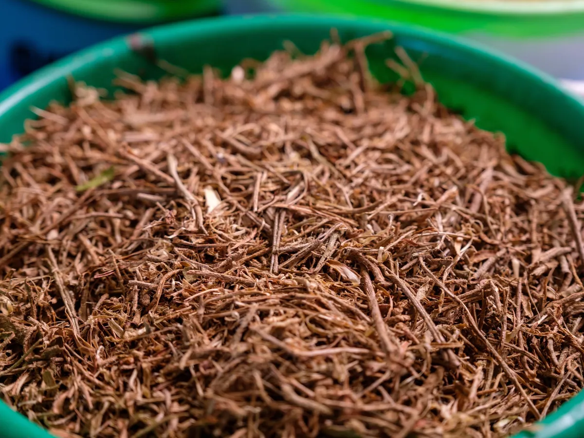 Nem fogod elhinni, mire képes! Ez a gyógynövény megváltoztatja az életed, ashwagandha, szuperélelmiszer, ashwagandhaszuperélelmiszer