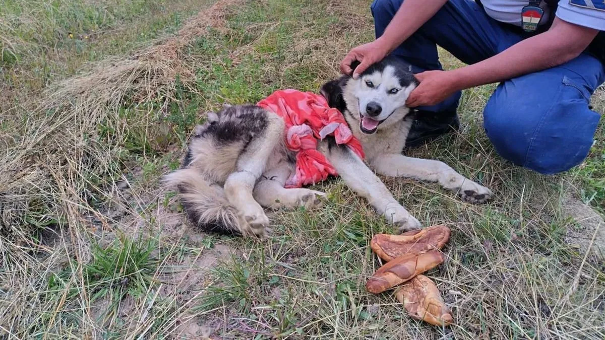 Összekötözte kutyája lábát, és legurította a Tisza-parton a kegyetlen állatkínzó