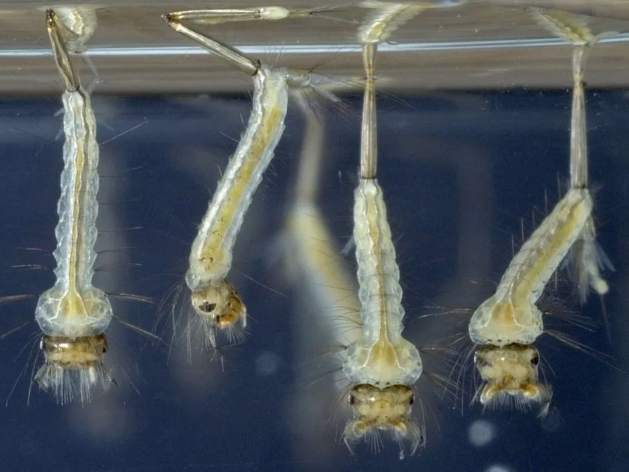 szúnyog Culex pipiens / Moustique commun / Common Gnat / Larve ©BRASSELET F/HorizonFeatures/Leemage (Photo by leemage / Bridgeman Images via AFP)