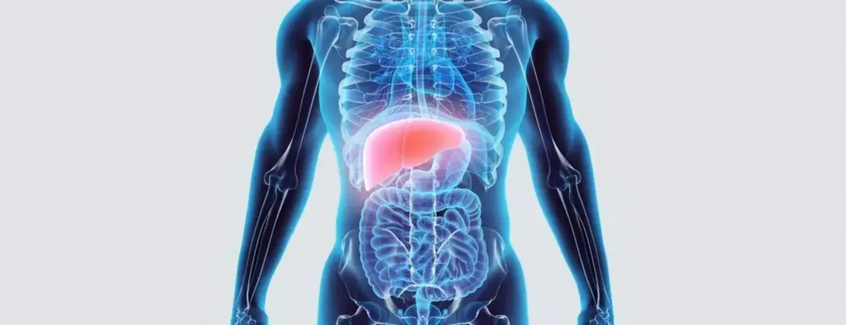 Nem csak a hőség, a mája miatt is lehet kimerült, étvágytalan.