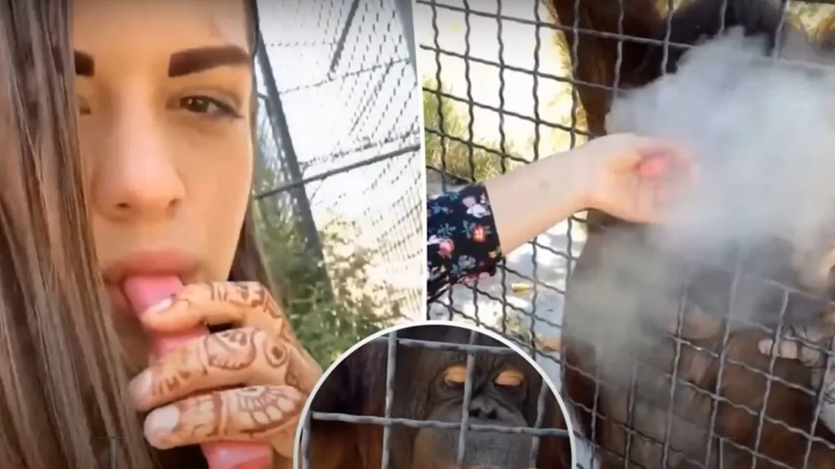 Elképesztő botrány: e-cigivel sodorta veszélybe az orángután életet egy bokszoló – videó