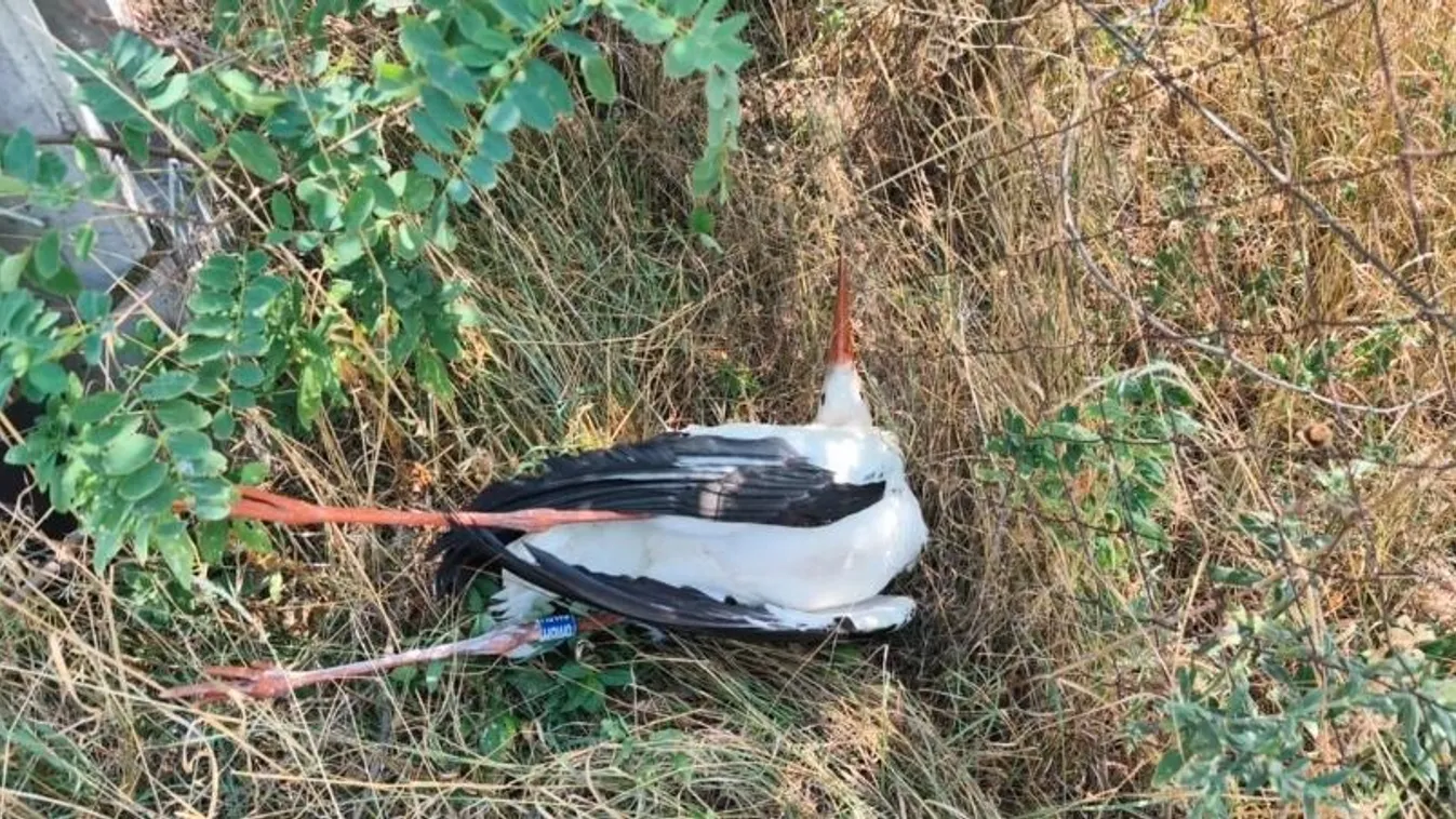 Nem állítják le a mészárlást – már 19 gólya pusztult el Hatvanban Kép