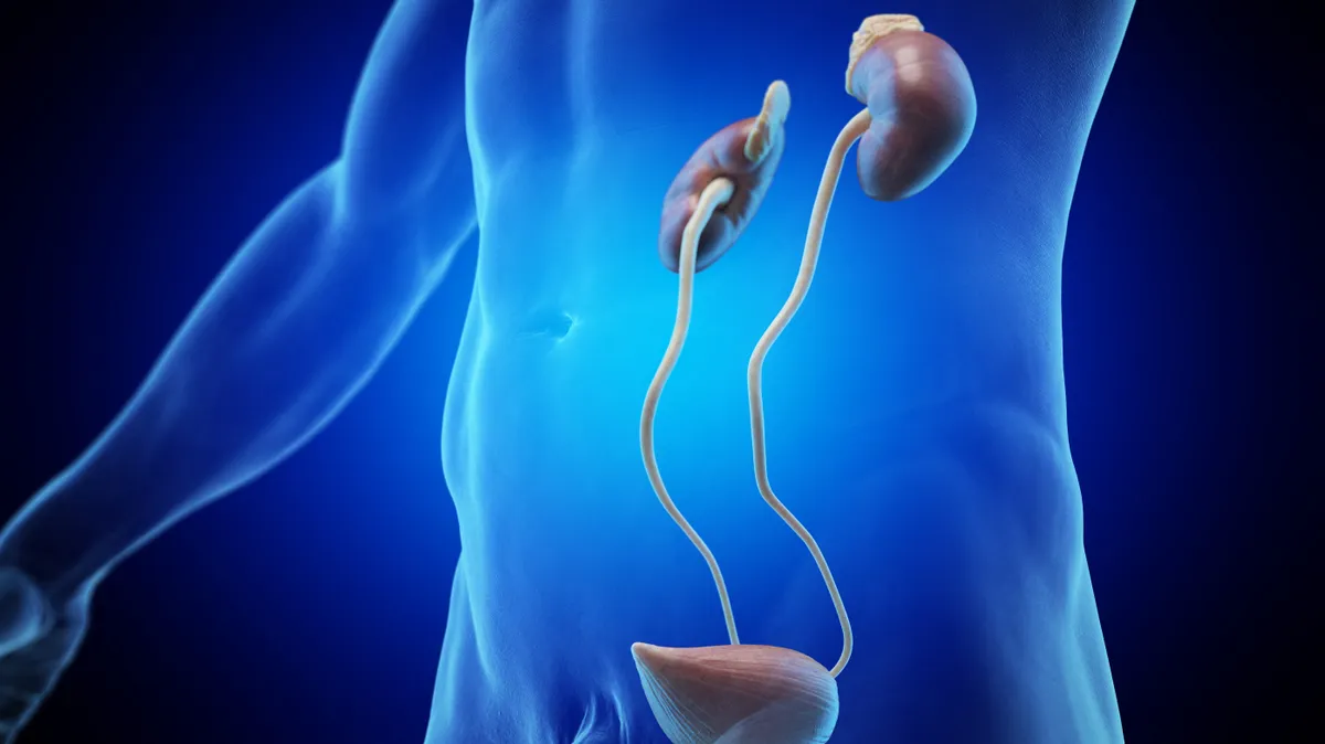 Az vizelet mennyisége és színe sokat elárul a hólyag, a vesék és a szervezet állapotáról – eltérés esetén érdemes orvoshoz fordulni.