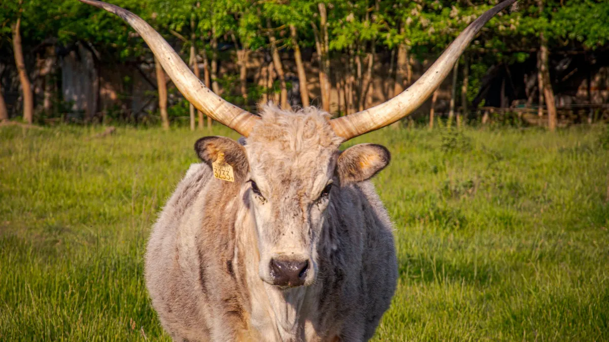 „Marha nagy” dugó a főúton, szürkemarhák gulyája nézett farkasszemet az autósokkal