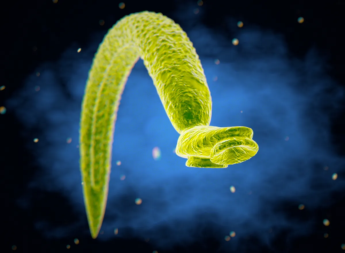 Kiderítették, hogyan tudja a fájdalomérzetet kikapcsolni a bilharziózist okozó Schistosoma mansoni.