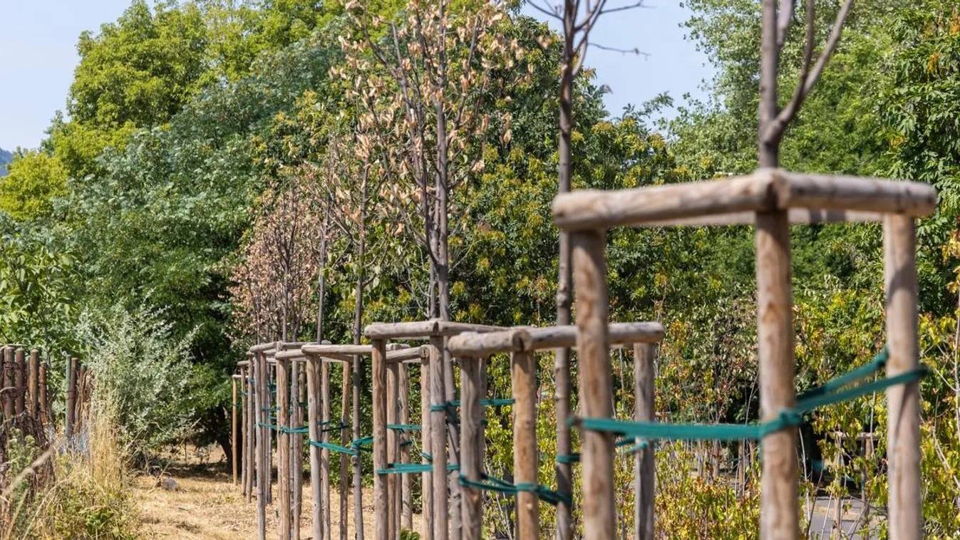 Borzalmas állapotok Óbudán: gázvezetékre ültették a fákat, most öntözés híján sorra kiszáradnak Kép