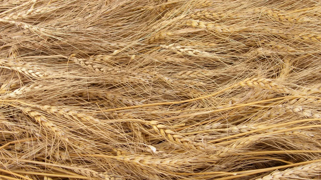 Mondják, összenő, ami összetartozik – vagy inkább összesül? Kép