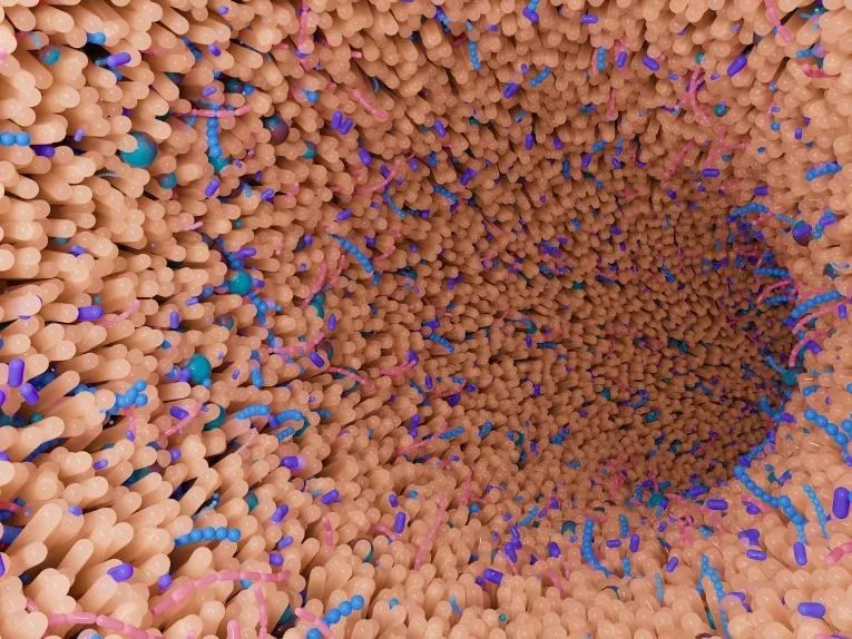 mikrobiom diéta Illustration of the interior of the human gut. Bacteria (blue) live along the lining of the gut villi (pink). (Photo by MARK BELAN/ARTSCI STUDIOS/SCIENC / MB1 / Science Photo Library via AFP)