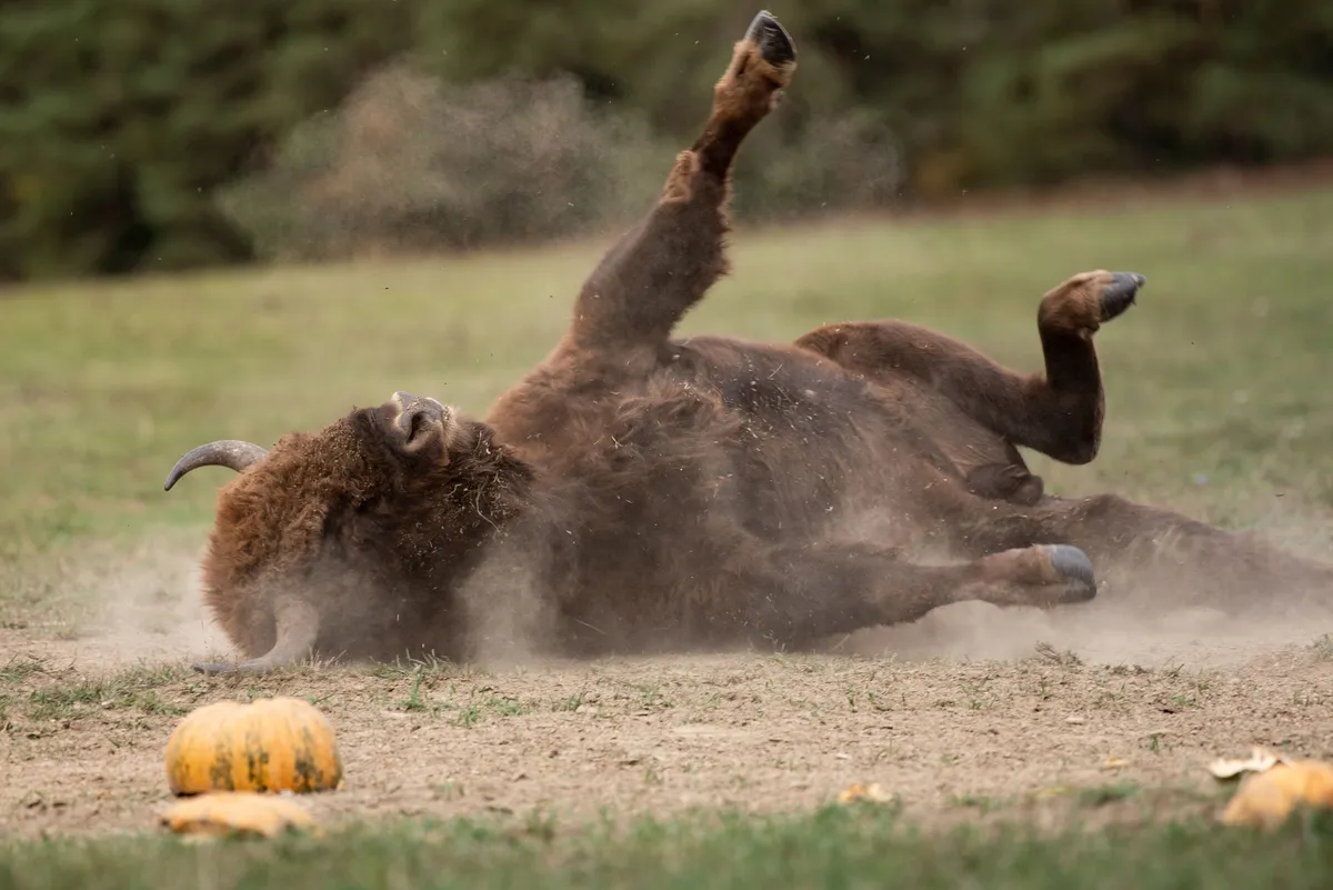 European bison on the field, Őrség National Park, Hungary