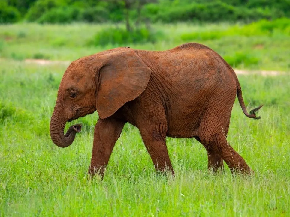 elefánt Baby elephant in green grass after rain, Samburu County, Samburu National Reserve, Kenya. Photography by Eric Lafforgue / Hans Lucas (Photo by Eric Lafforgue / Hans Lucas via AFP)